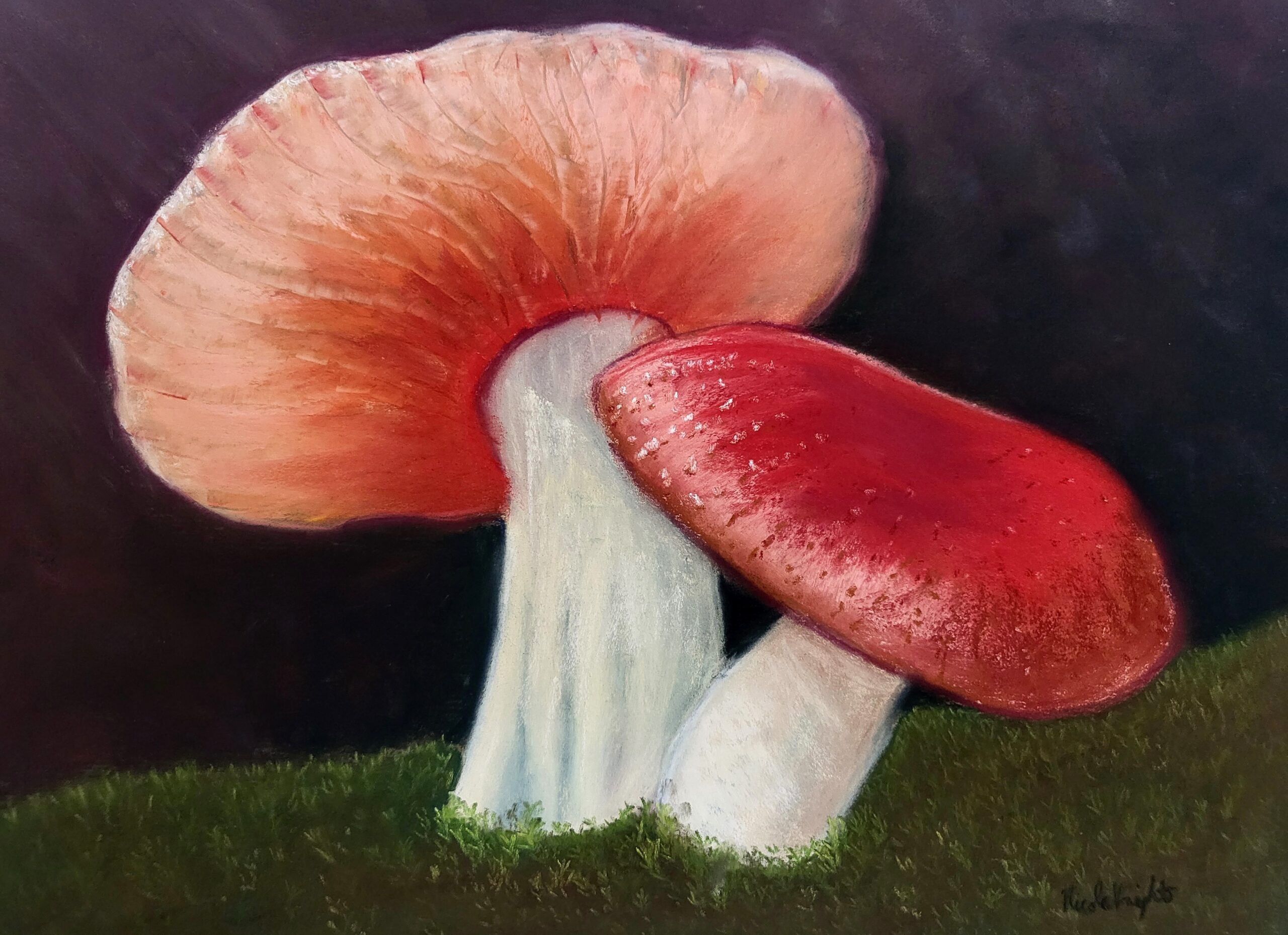 Fancy Fungi