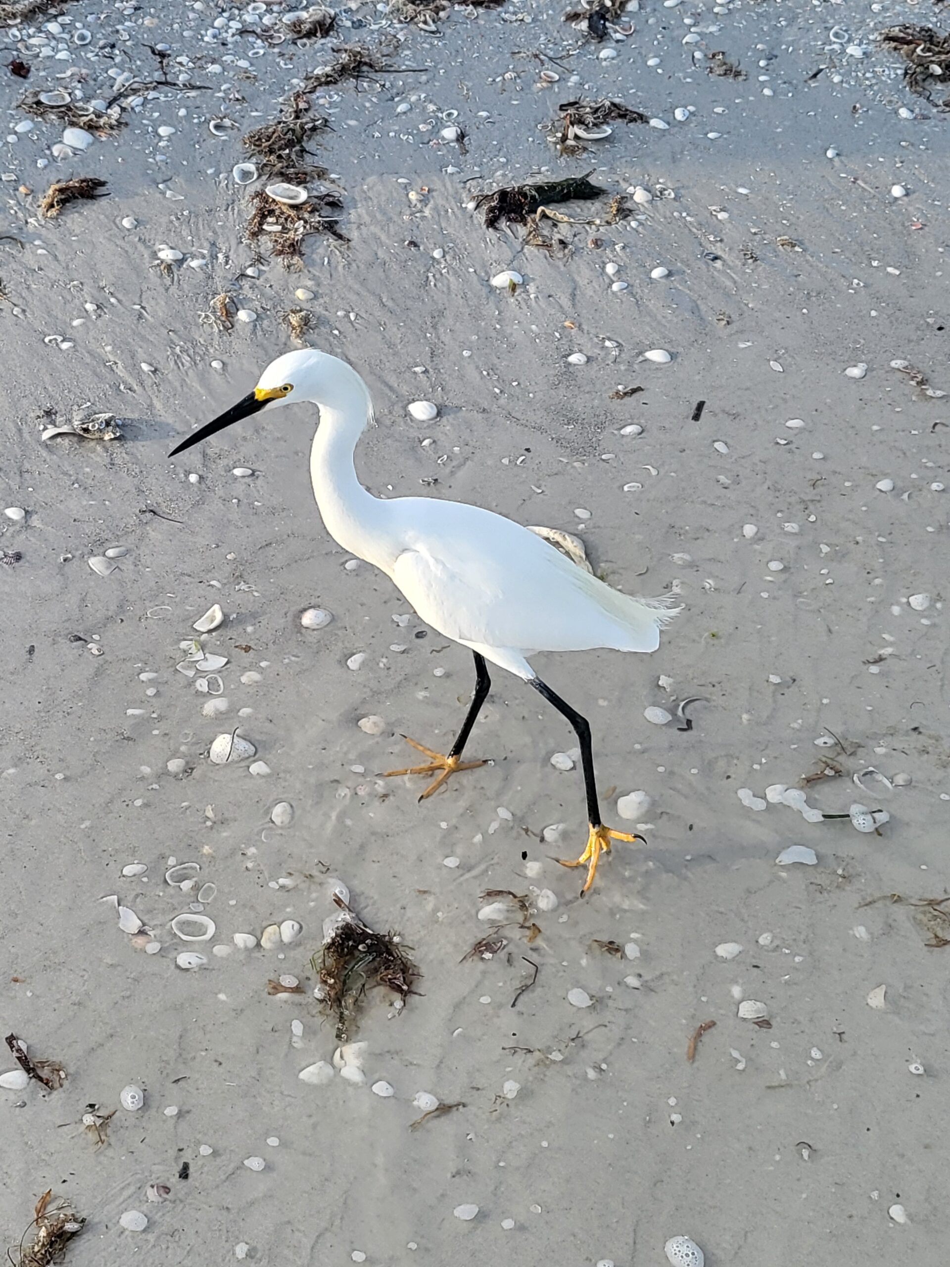 Sanibel Island, FL Travel Sketching