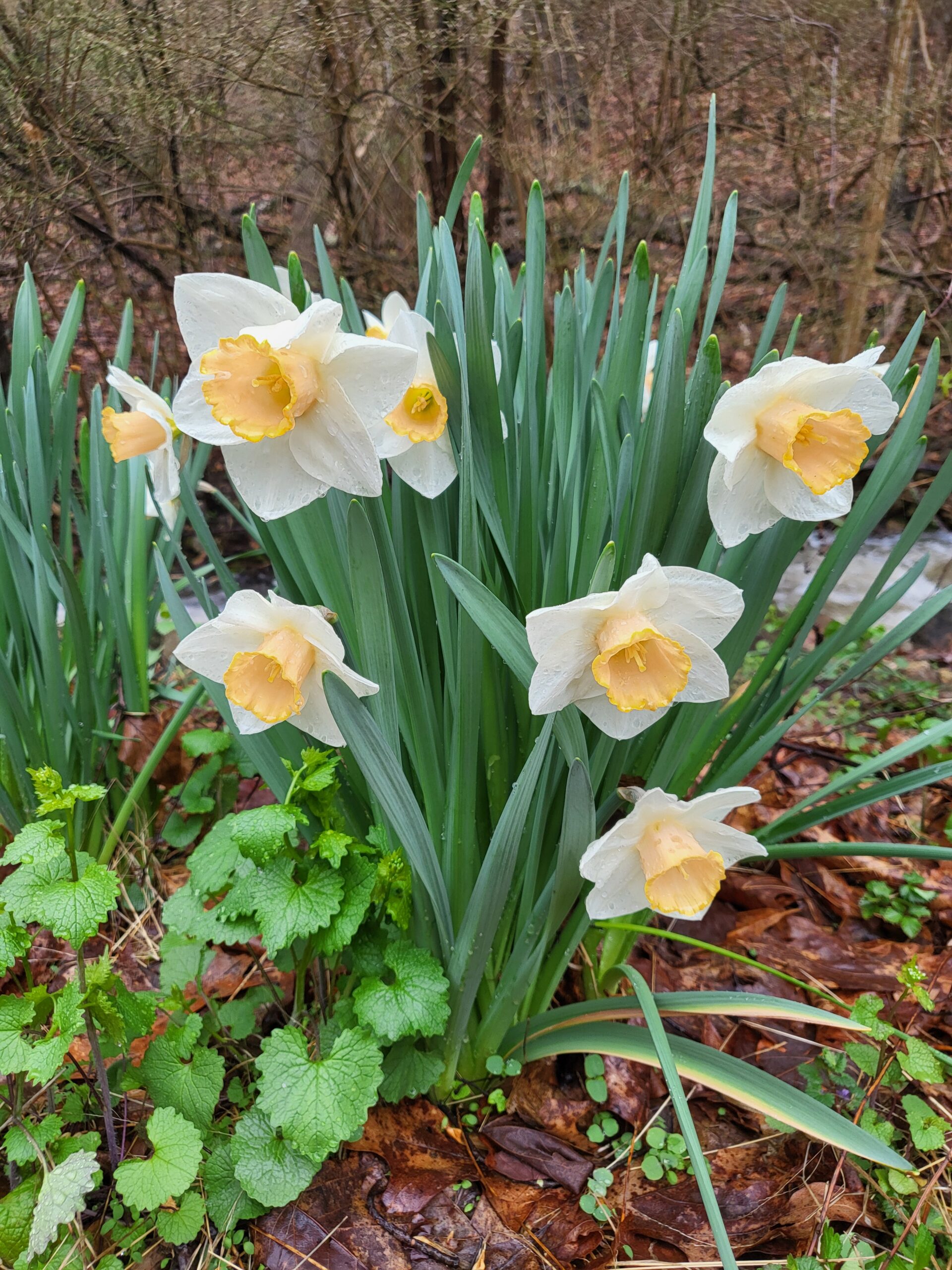 Spring at the Cottage Studio