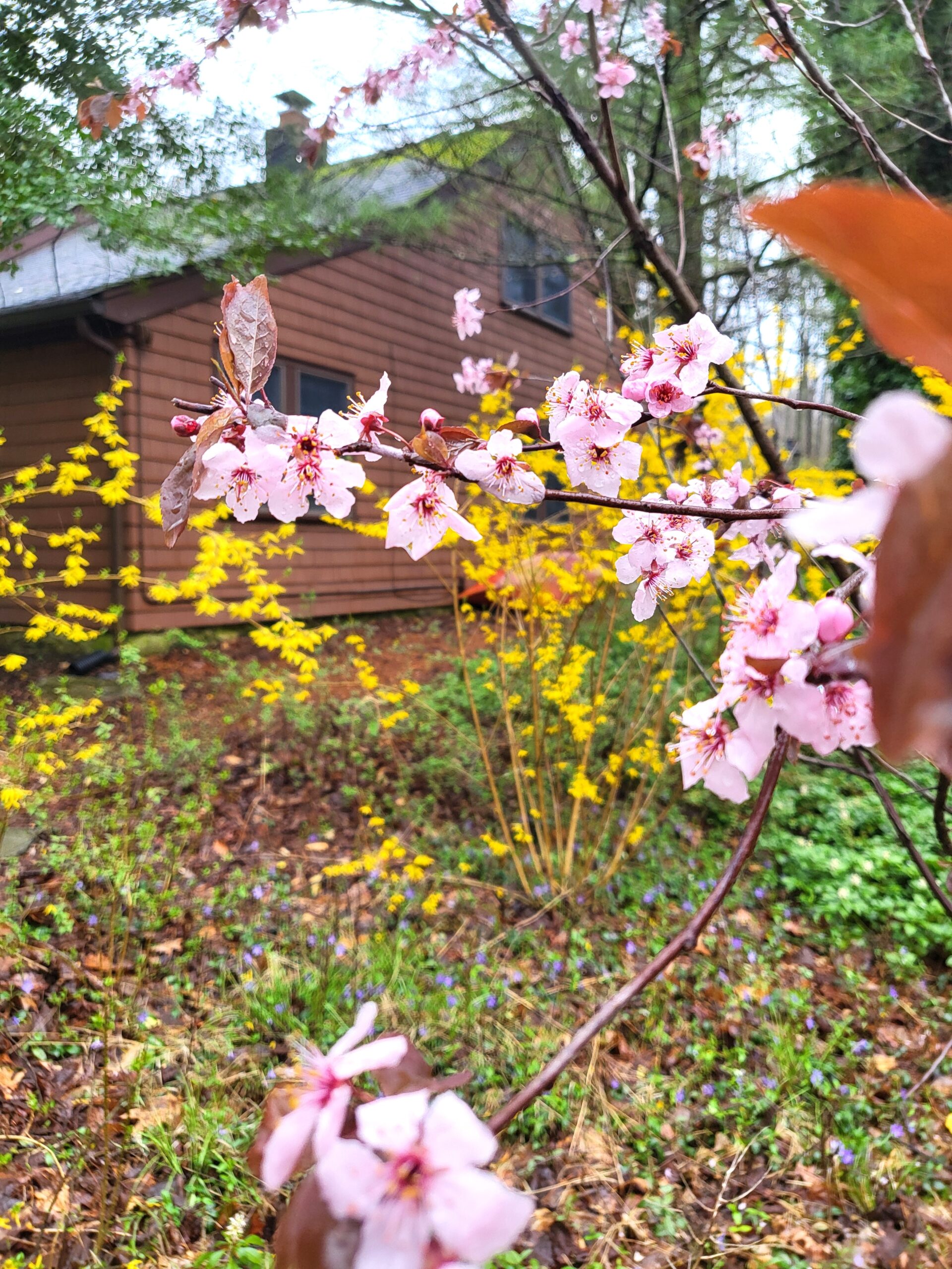 Spring at the Cottage Studio
