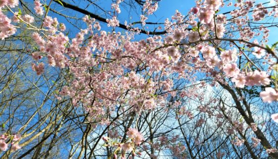 Spring at the Cottage Studio