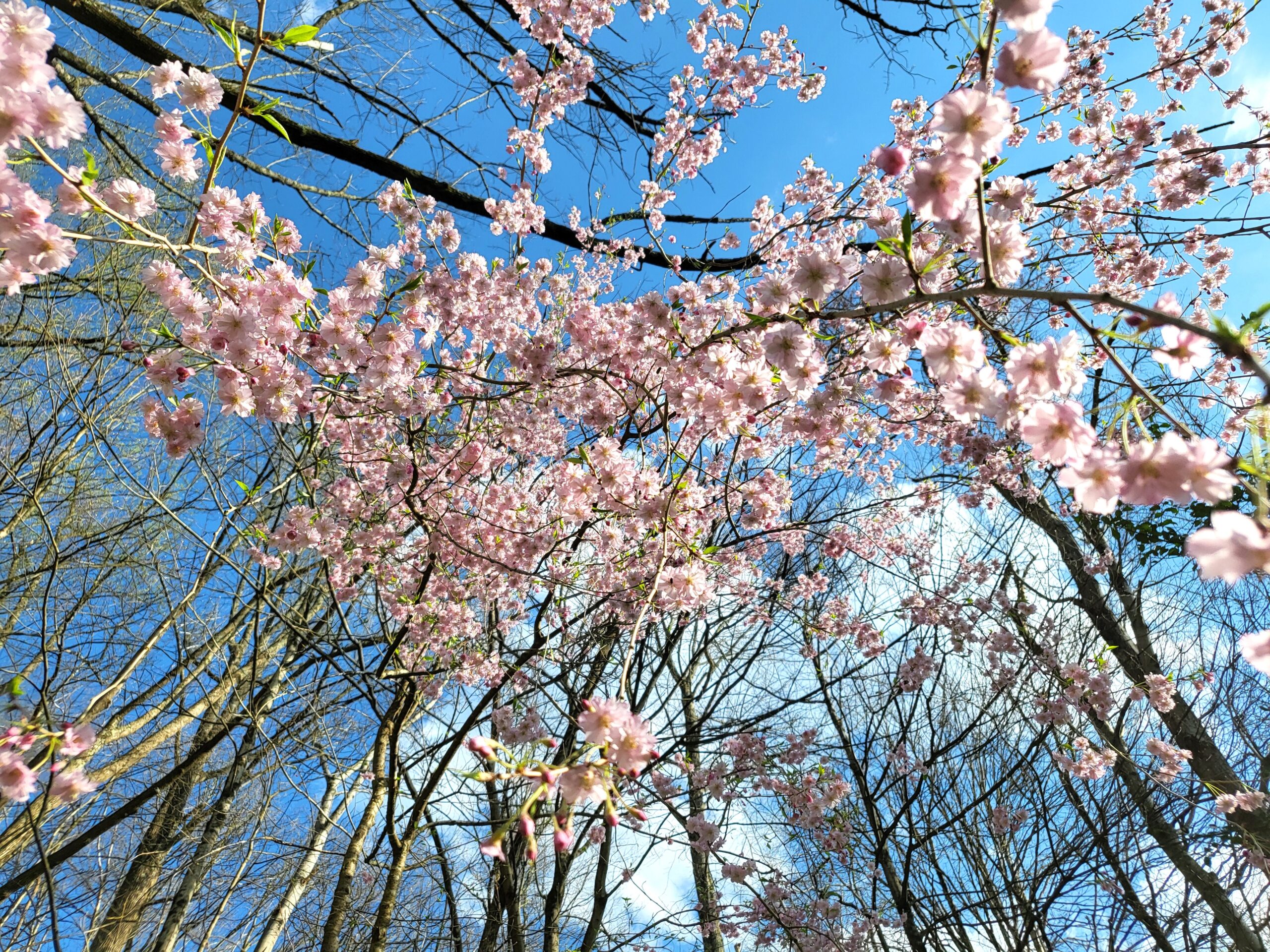 Spring at the Cottage Studio Spring at the Cottage Studio