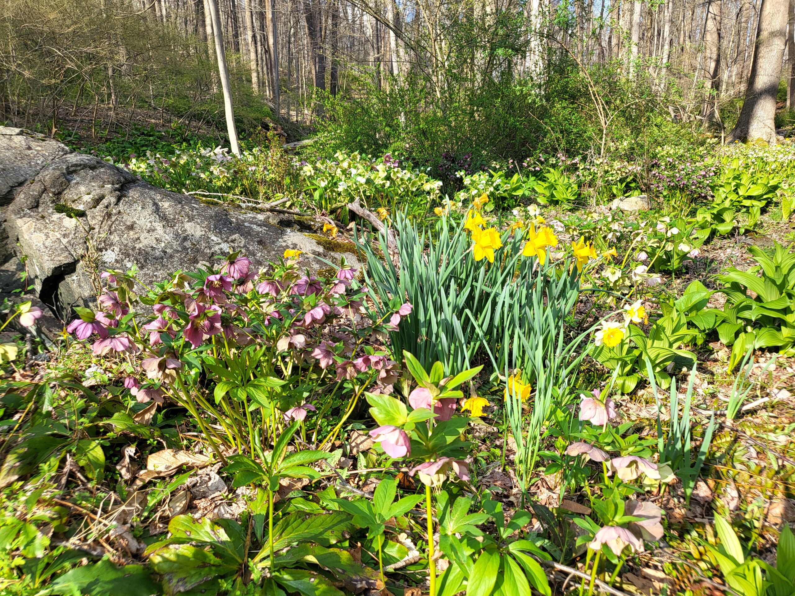 Spring at the Cottage Studio