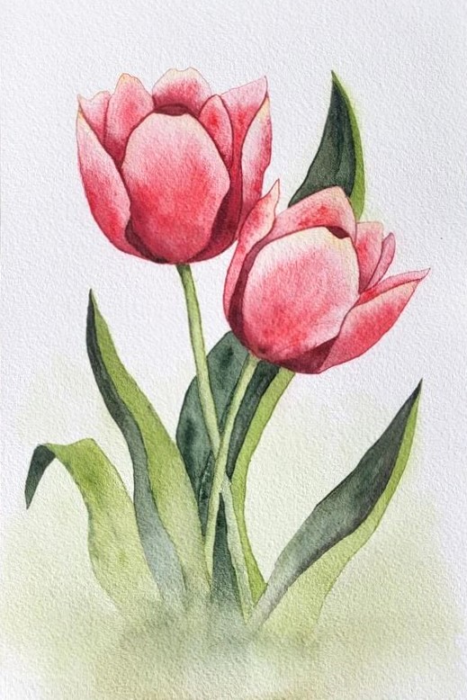 Tulips Watercolor