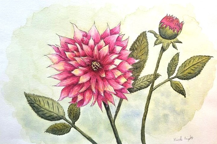 Dahlia Watercolor