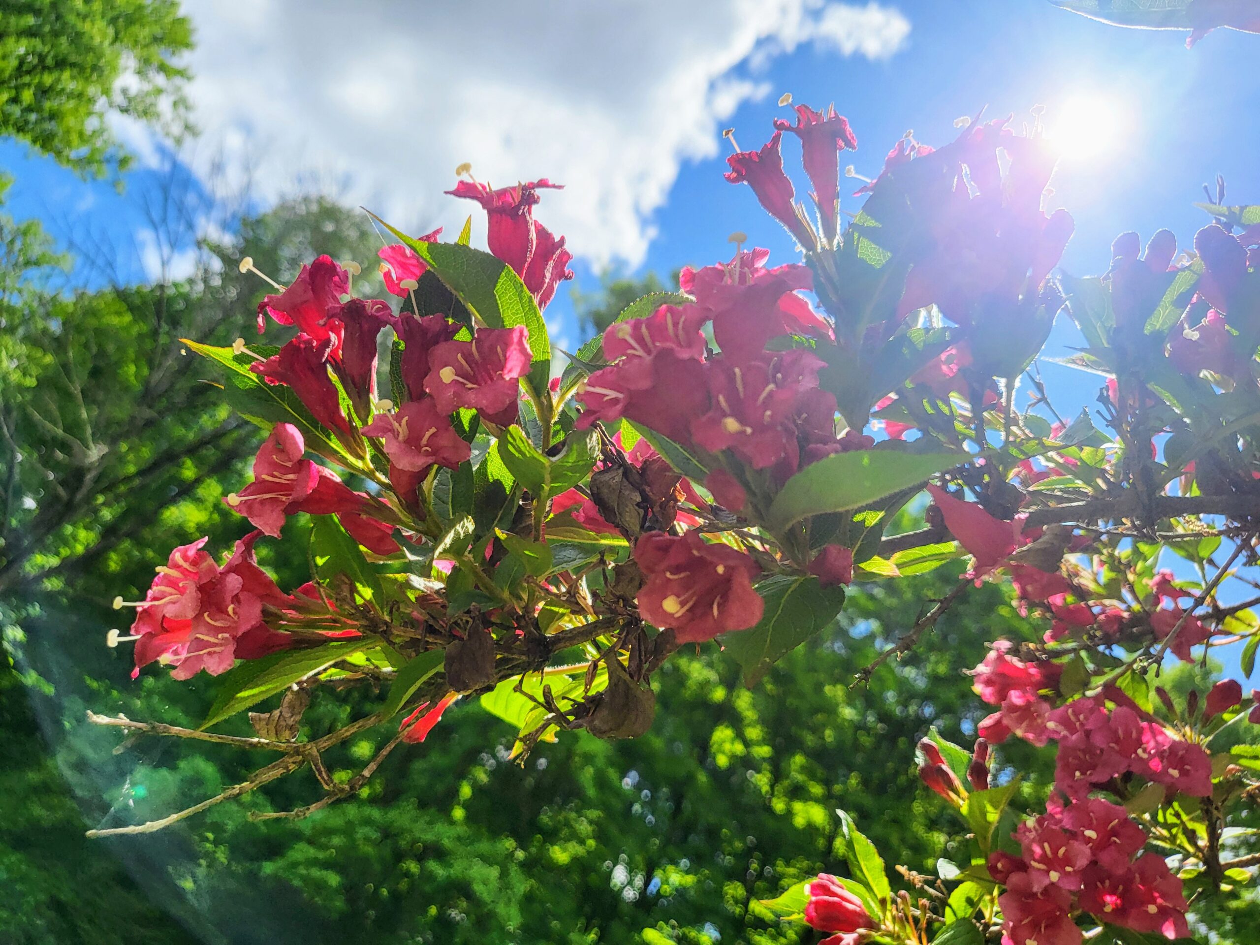Spring Happenings