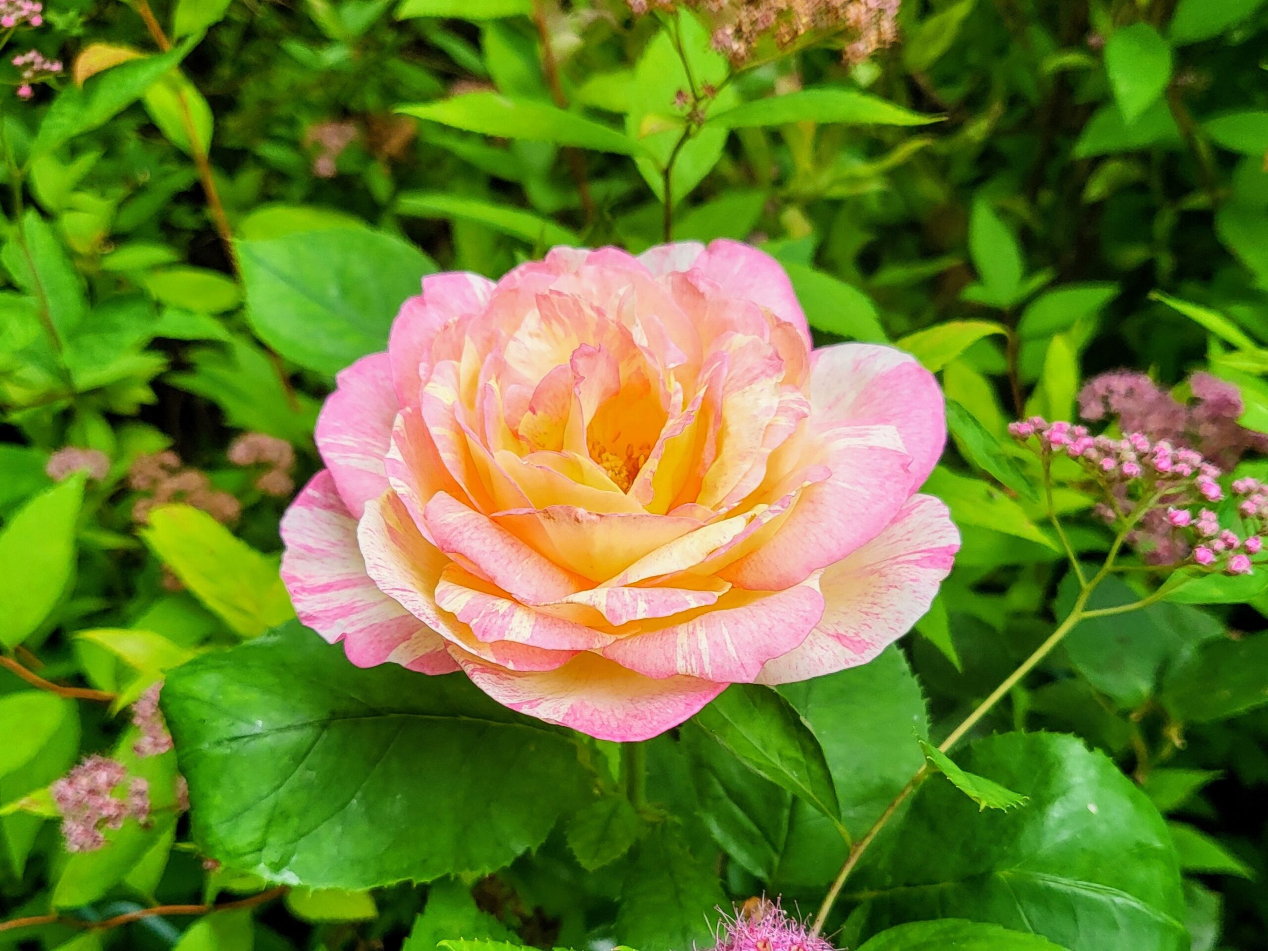Spring Happenings