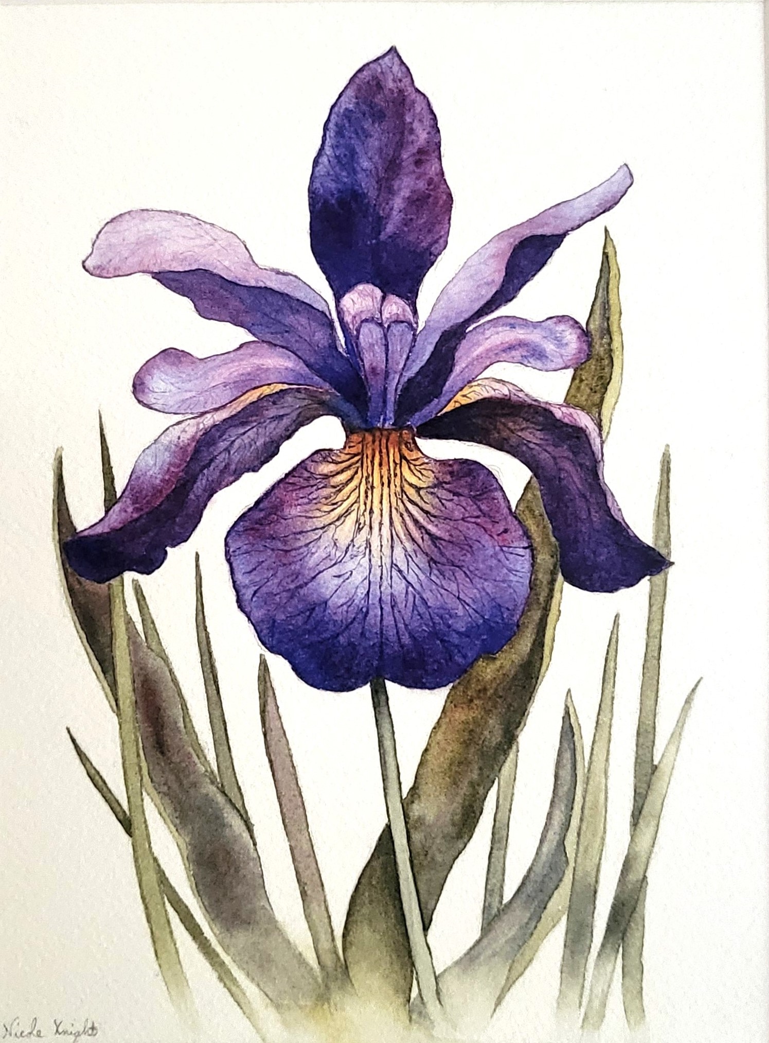 Iris Watercolor