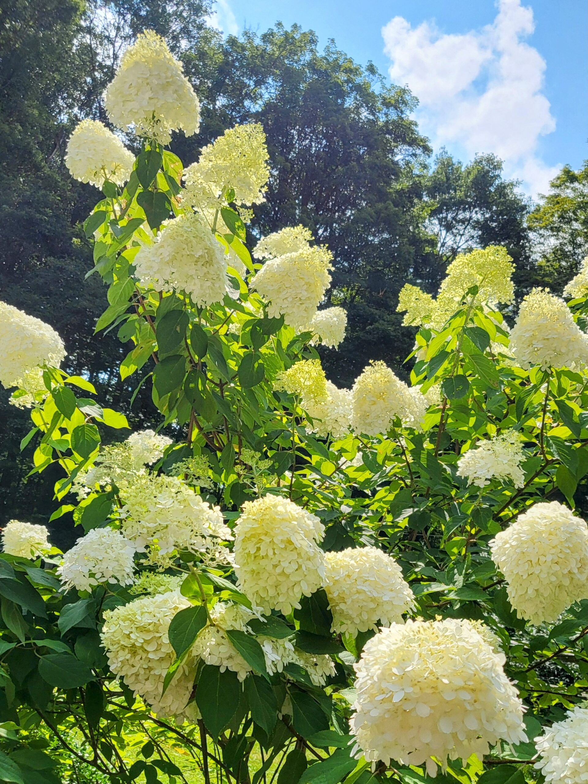 Summer Wrap Up
